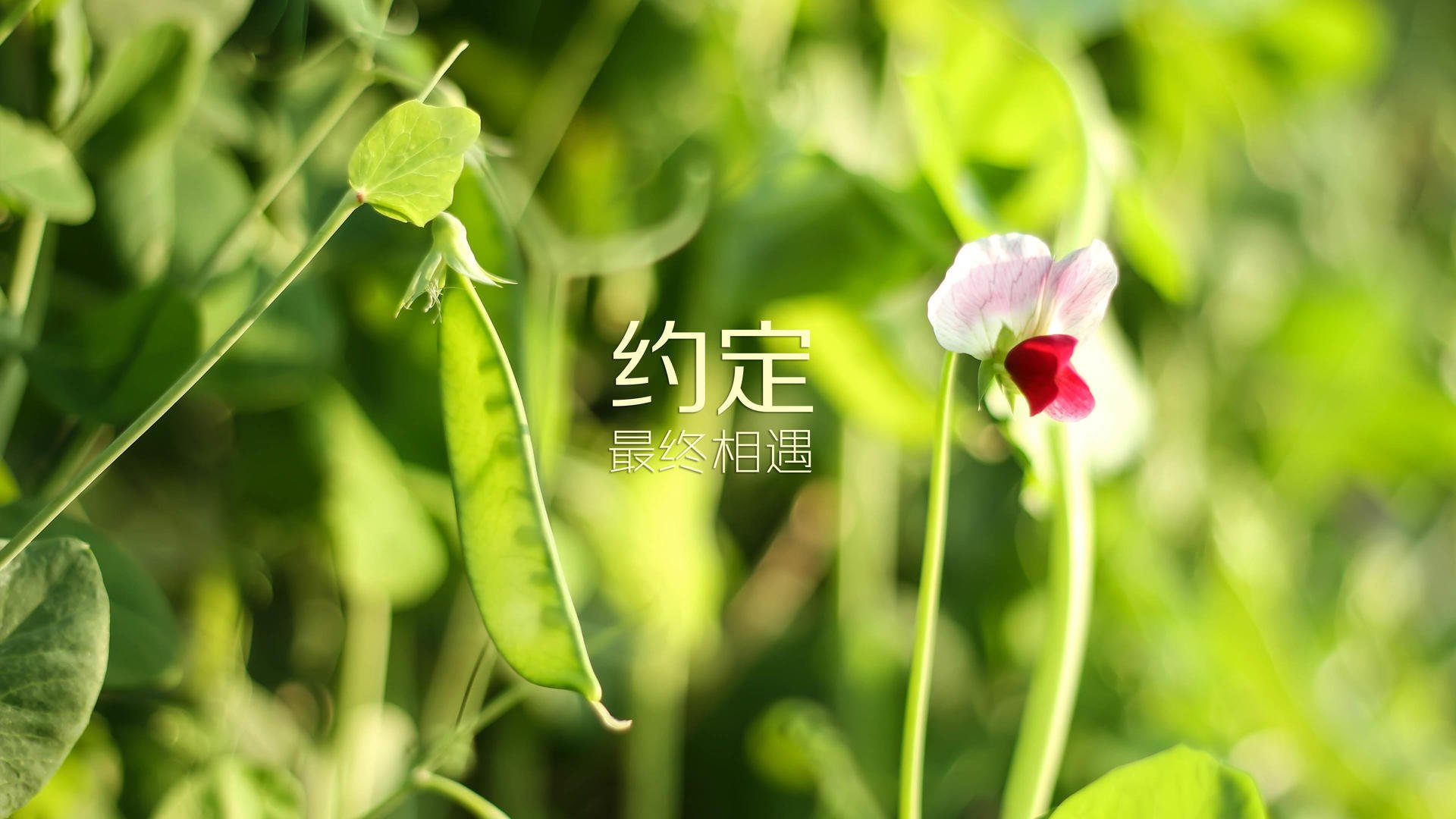 意甲豪门对决，战术变化尽显球队智慧，意甲豪门排名